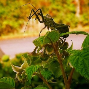 Wheel bug